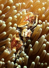 Sipadan_2015_Crabe porcelaine des anemones_Neopetrolisthes maculatus_IMG_2838_rc